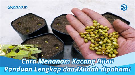 Cara Menanam Kacang Hijau, Tutor Lengkap dan Mudah dipahami - JAGAD ID