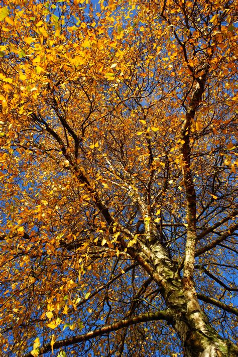 Free Images : autumn, leaves, nature, maple leaf, yellow, deciduous, sunlight, maple tree ...