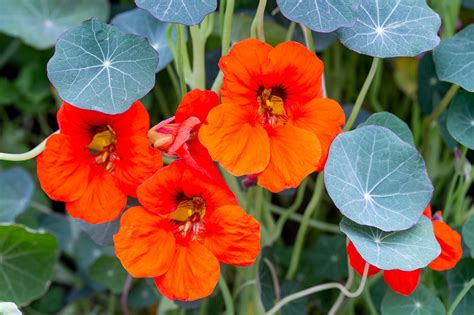 Flowers That Will Make Your Vegetable Garden Thrive - crisiscatarsica