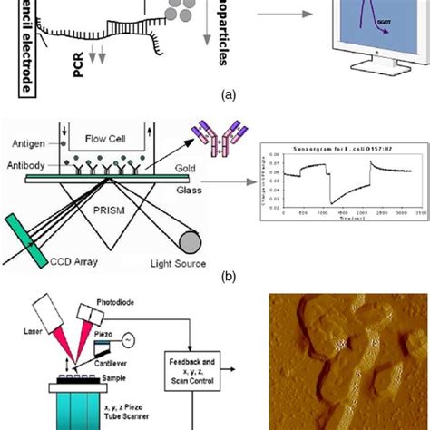 Detection of chemical/biological agents using (a) Electrochemical... | Download Scientific Diagram