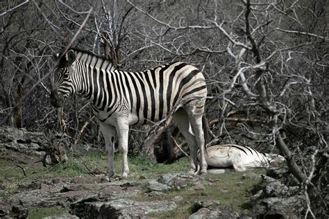 Midday Nap Photograph by Mary Masters - Fine Art America