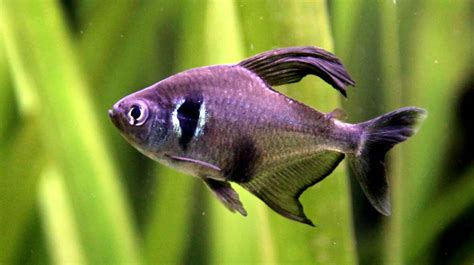 Black Phantom Tetra - Profile | Size | Tank Mates | Care | Breeding ...