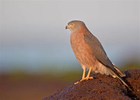 Brown Goshawk | The Peregrine Fund