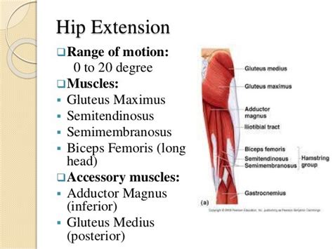 The Ultimate Guide to Improving Hip Extension