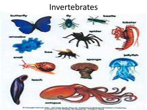 PPT - Invertebrates PowerPoint Presentation, free download - ID:2439590