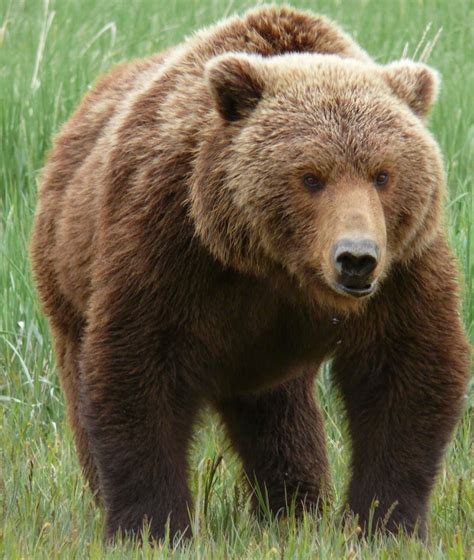 Grizzly Bear Basic Facts And New Pictures | The Wildlife | Brown bear, Grizzly bear, Kodiak bear