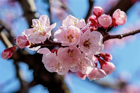 cluster of Japanese cherry blossoms close up Photograph by Dave Hansche ...