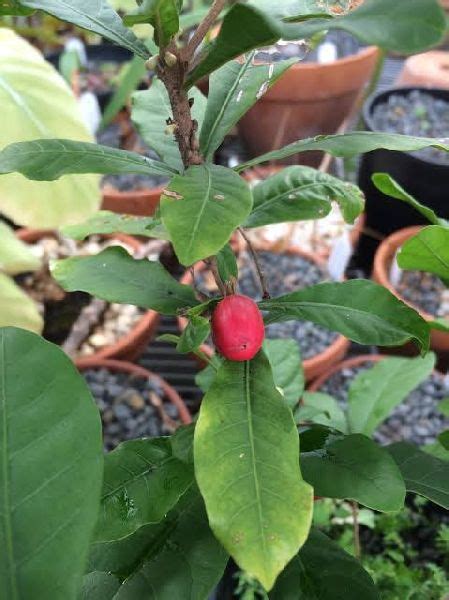 Synsepalum dulcificum Plant - Nazmin Nursery, Nagaon, Assam