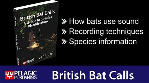 British Bat Calls: A Guide to Species Identification - YouTube