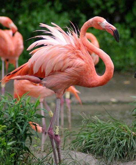 Flamingo ruffling feathers | Flamingo, Flamingo photo, Flamingo pictures