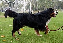 Bernese Mountain Dog - Wikipedia