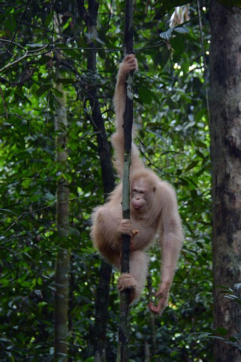 BOS Foundation Press Release: Alba, the Albino Orangutan, Thrives in ...