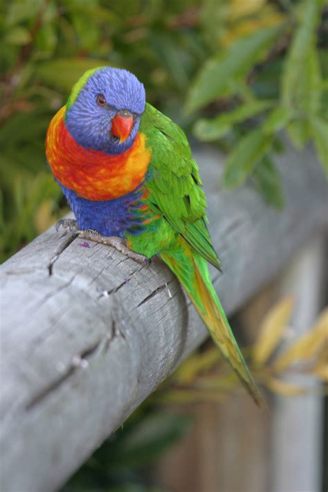 Rainbow Lorikeet | BIRDS in BACKYARDS