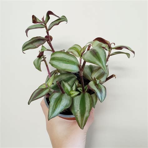 House Plant - Tradescantia - Purple Zebra | Catchpenny