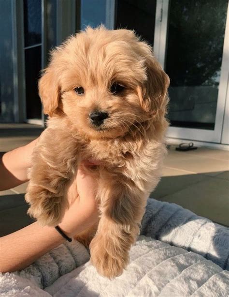 𝑒𝒹𝒾𝓉𝑒𝒹 𝒷𝓎 𝓂𝒶𝓇𝒸𝑒𝓁𝒶 | Cuccioli di cani, Cuccioli di barboncino, Razze di cani