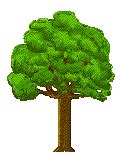 MoonOak