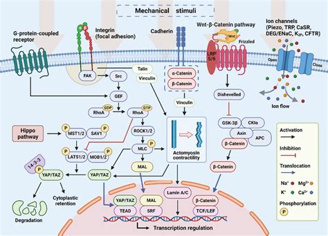 Schematic illustration of cellular mechanotransduction pathways. Matrix... | Download Scientific ...