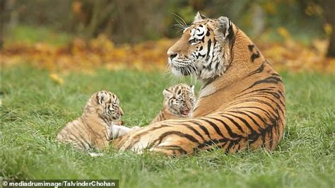 Adorable moment two newborn tiger cubs play with their mother who has given up on her nap ...