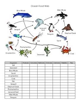 Ocean Food Web Practice Worksheet by Breda Science and History | TpT