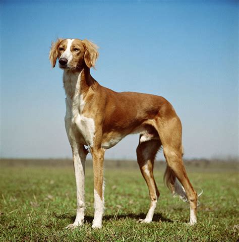 Saluki Dog Info, Temperament, Puppies, Pictures