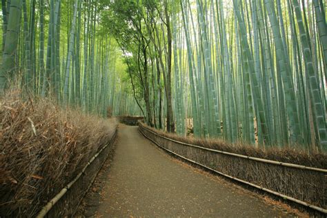 The Bamboo Forest of Sagano (12 pictures). | Memolition