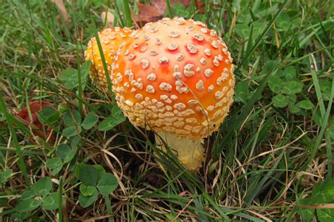 amanita.... muscaria? - Mushroom Hunting and Identification - Shroomery ...