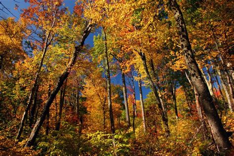 Fall Colors in the Mountains Stock Photo - Image of yellow, virginia ...