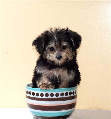 Teacup Yorkie Poo For Sale In Ky - Teacup Yorkie