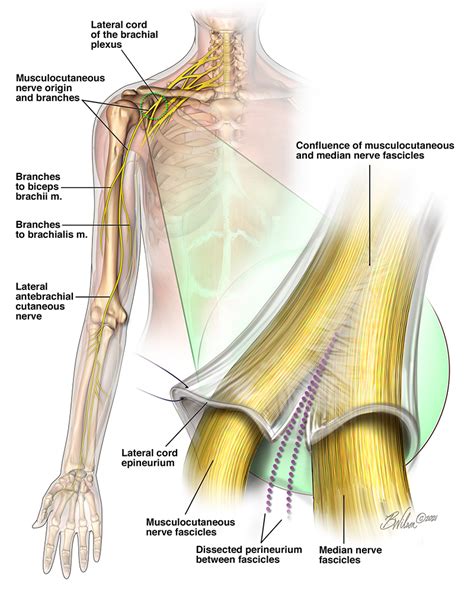 Shoulder Anatomy Nerve