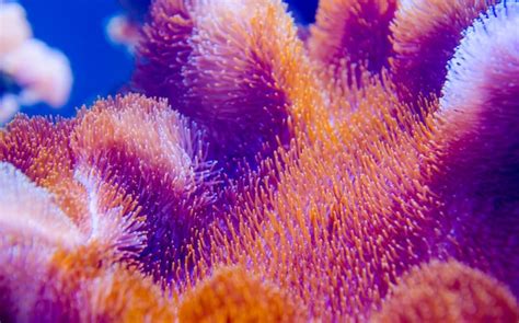 Premium Photo | Red coral reef