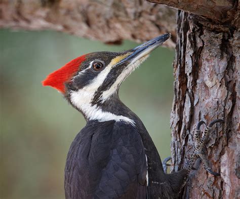 The Difference between a male and female Pileated Woodpecker. | Nikon Cafe