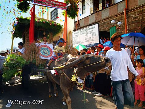 The Carabao Festival in Bulacan - Where Carabaos Kneel in Front of the Church | Travel to the ...