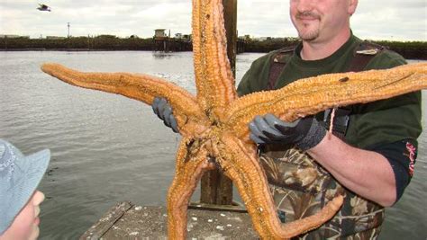 The Echinoblog: July 2008