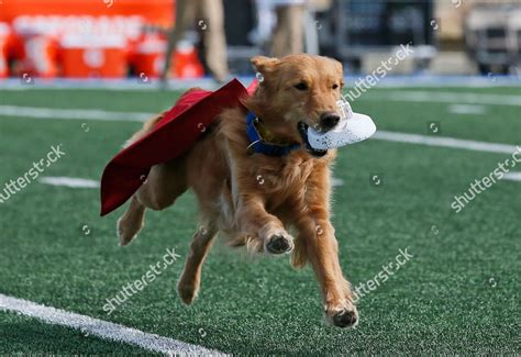 Tulsa Golden Hurricane Mascot Goldie Practices Editorial Stock Photo ...