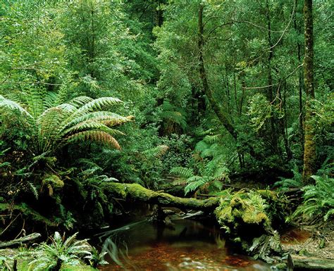 Understorey Of Temperate Rainforest With Stream Photograph by Simon ...