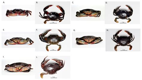 Morphological descriptions and morphometric discriminant function analysis reveal an additional ...