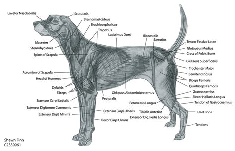 720P Free download | Dogs, Veterinary Care, Animal Anatomy, Muscular Anatomy, Dog Stuff. Chain ...