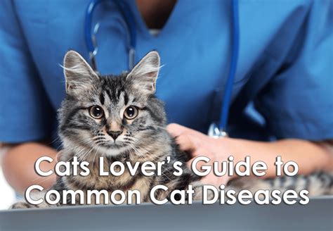 Cat Lover's Guide To Common Feline Diseases [Infographic]