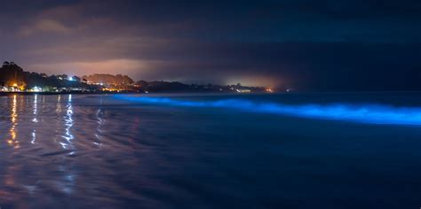 Bioluminescent waves glow in the dark at California beach | WFLA