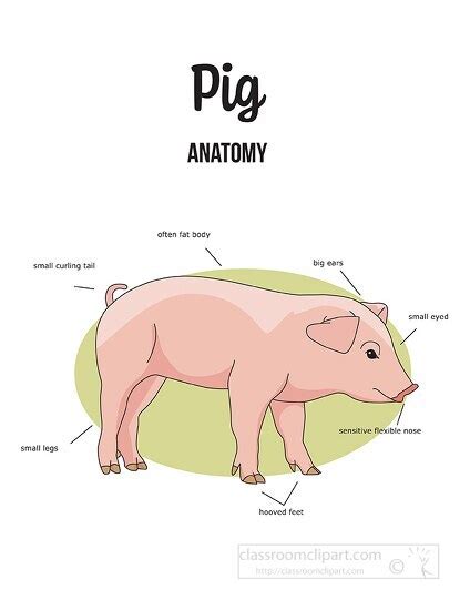 Pig Clipart-pig anatomy color labeled printout