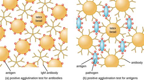 Agglutination Assays | Microbiology