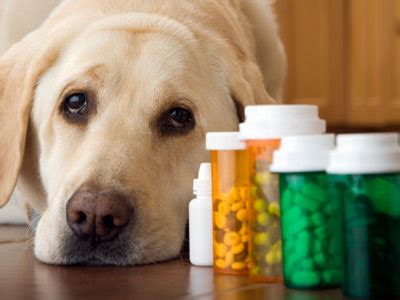 How Pet Meds for Traveling Works | HowStuffWorks