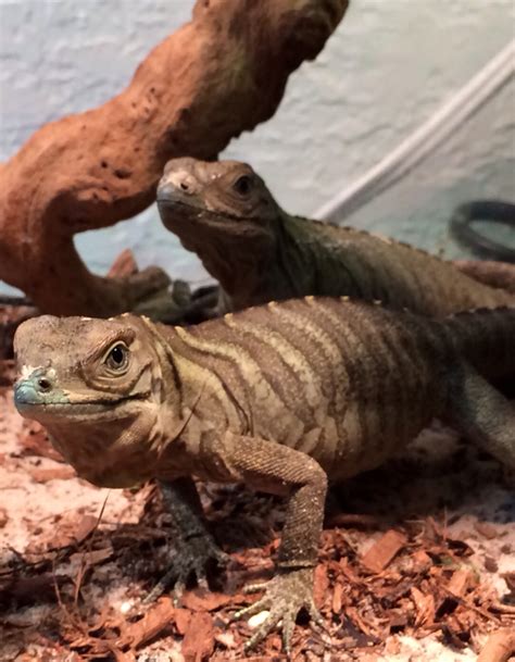 Rhino Iguana Babies - Hector's Habitat