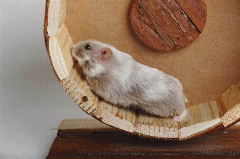 Dwarf Hamster Running On Wheel