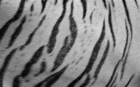 White tiger fur by fpanther on DeviantArt