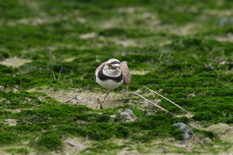 Little Ringed Plover Breeding