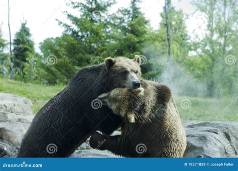 Grizzly (Brown) Bear Fight stock photo. Image of pair - 19271828