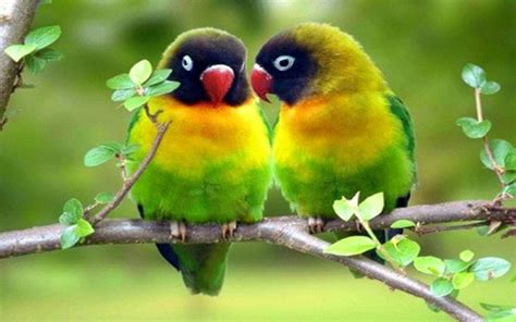 Pink Love Birds Wallpapers - Top Free Pink Love Birds Backgrounds - WallpaperAccess