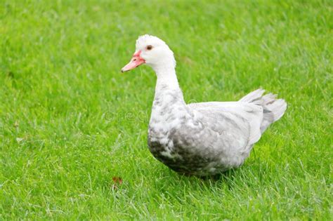 Full Grown Female Muscovy Duck Stock Image - Image of outdoor, full: 127906011