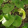 Arisarum vulgare - Wikimedia Commons
